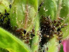 Brachycaudus lychnidis