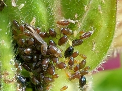 Brachycaudus lychnidis