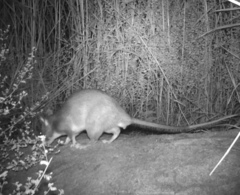Cricetomys gambianus