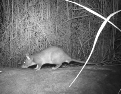 Cricetomys gambianus