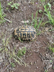 Testudo hermanni hermanni
