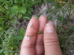 Valerianella coronata