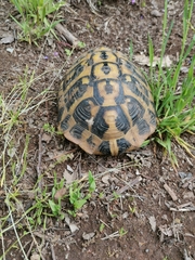 Testudo hermanni hermanni