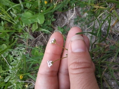Valerianella coronata