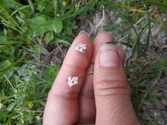 Valerianella coronata