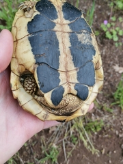 Testudo hermanni hermanni
