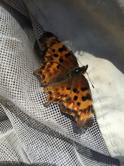 Polygonia oreas