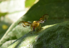 Anastrepha fraterculus