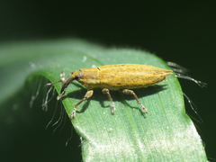 Lixus mucronatus
