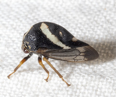 Smilia camelus