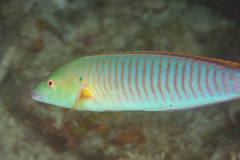 Hologymnosus doliatus