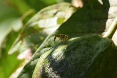 Anastrepha fraterculus