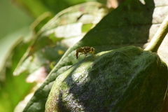 Anastrepha fraterculus