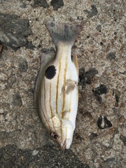 Lutjanus indicus
