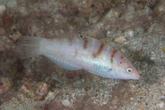 Coris batuensis