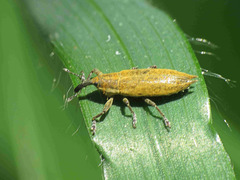 Lixus mucronatus