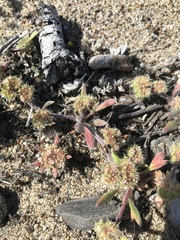 Chorizanthe cuspidata cuspidata