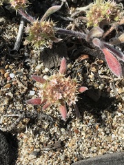 Chorizanthe cuspidata cuspidata