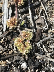 Chorizanthe cuspidata cuspidata