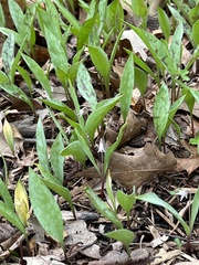 Erythronium propullans