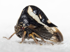 Smilia camelus