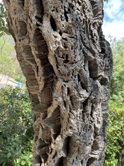 Quercus suber