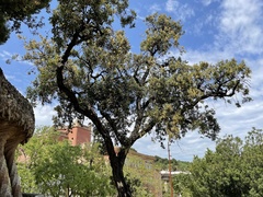 Quercus suber