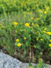 Medicago lupulina
