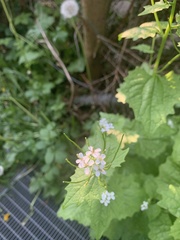 Alliaria petiolata