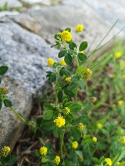 Medicago lupulina