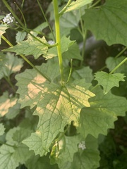 Alliaria petiolata