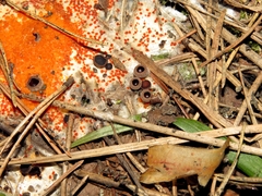 Pseudombrophila guldeniae