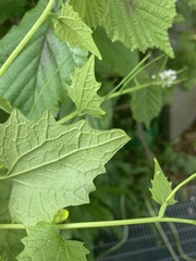 Alliaria petiolata