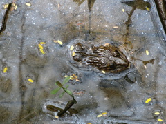 Hoplobatrachus chinensis