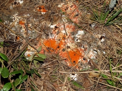 Pseudombrophila guldeniae