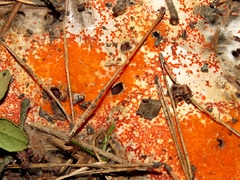 Pseudombrophila guldeniae