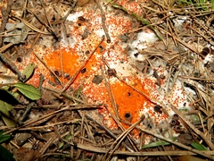 Pseudombrophila guldeniae