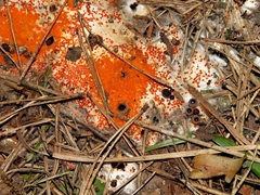 Pseudombrophila guldeniae