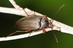 Androchirus erythropus