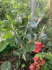 Camellia