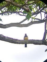 Trogon caligatus