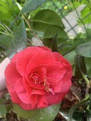 Camellia