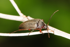 Androchirus erythropus