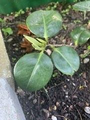 Camellia