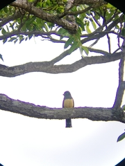 Trogon caligatus