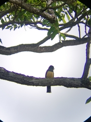 Trogon caligatus