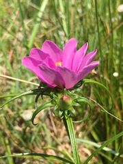 Sabatia gentianoides