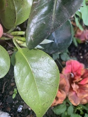 Camellia