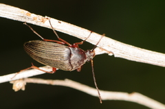 Androchirus erythropus