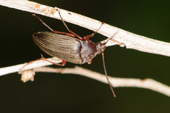 Androchirus erythropus